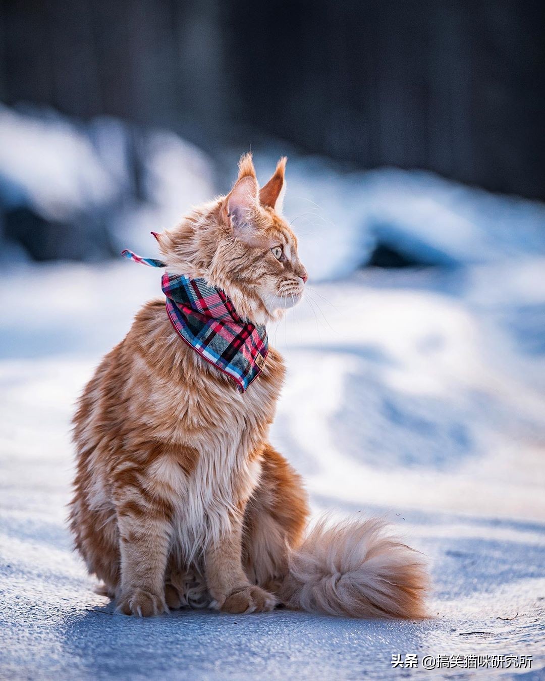 如果有一只猫咪又大又温柔，又飒又威猛，别怀疑，它就是缅因猫！