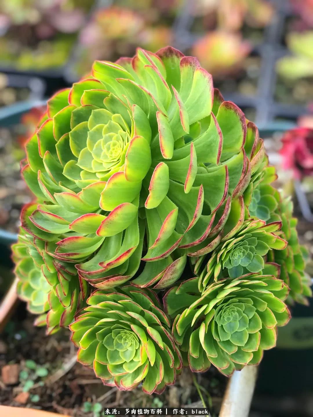 关于多肉植物珍惜生命的美文