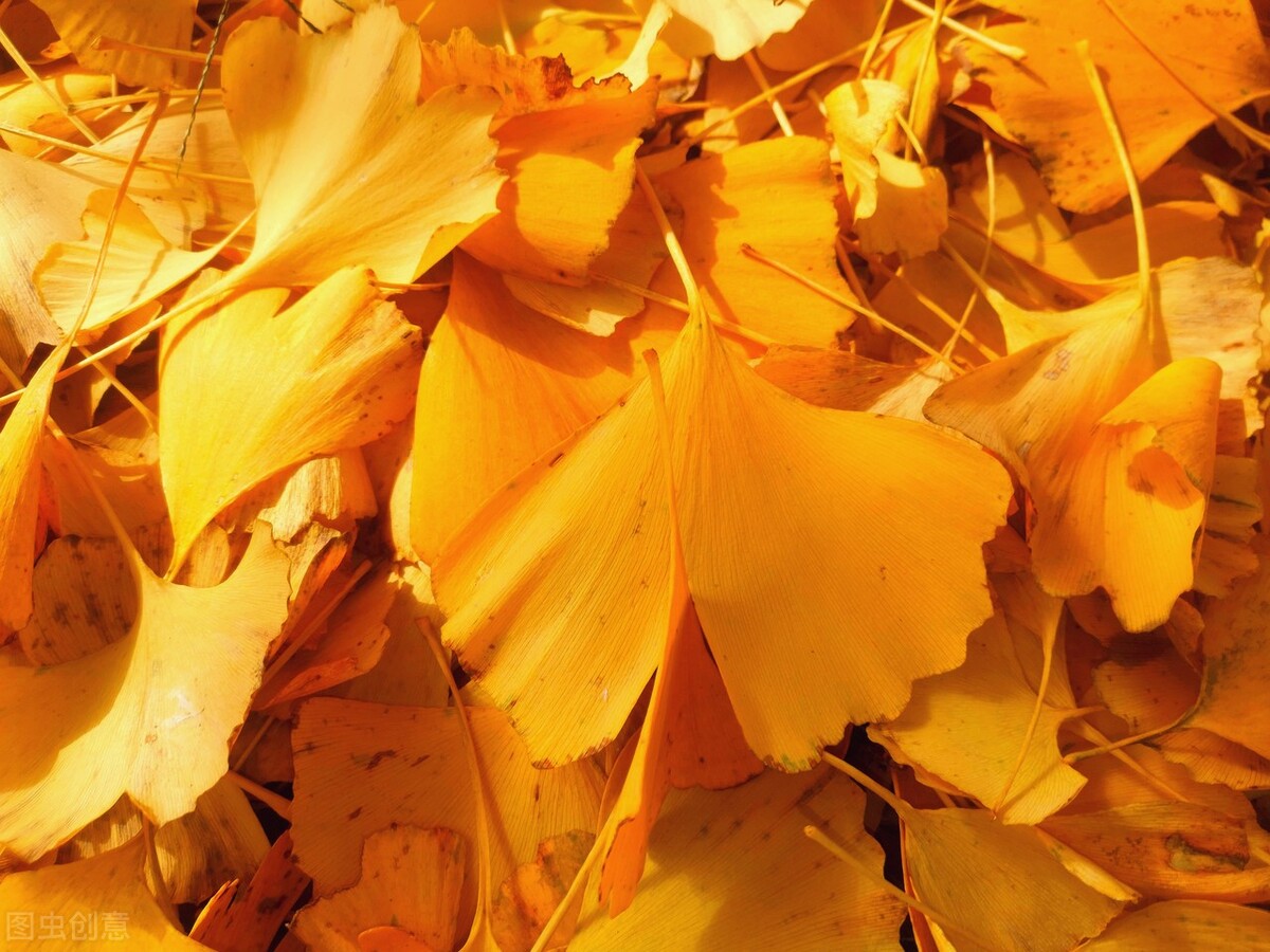 关于“银杏”的诗词，你知道吗？