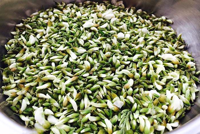 新鲜的洋槐花别焯水，教你一招，放一年都不坏，随吃随取很新鲜