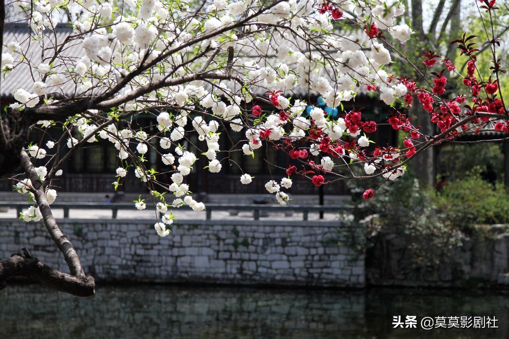 生命是一场盛大的幻觉，逃不开的洛丽塔——《一树梨花压海棠》