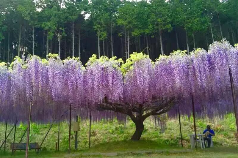 紫藤品种介绍集锦,你喜欢的是哪一种?