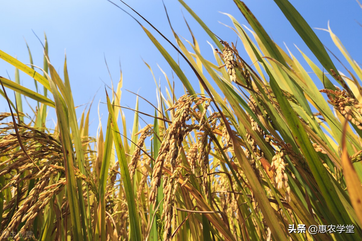 稻谷目前多少钱一斤？为什么今年这么低？2021稻谷价格最新行情