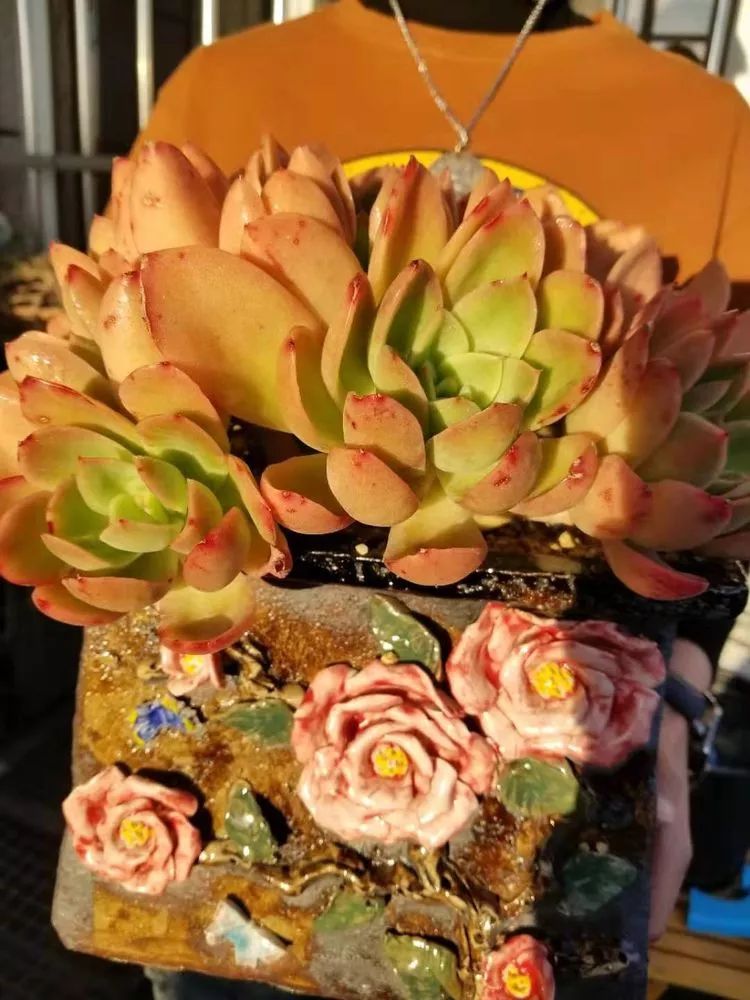 爱机车，爱多肉，宝妈花姐的诗和远方