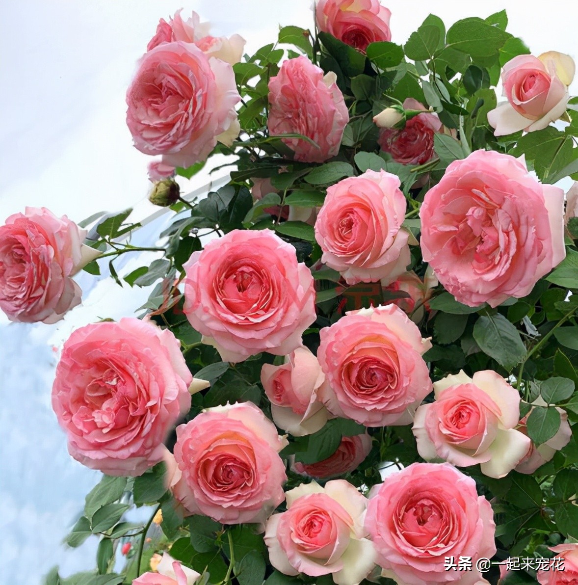 粉色龙沙宝石怎么养(盘点6种高颜值月季花)