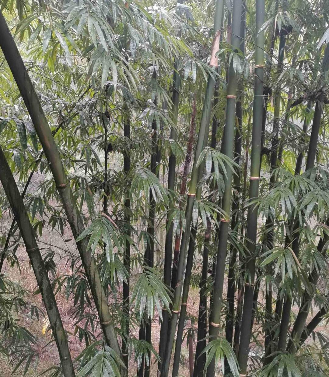 花种类介绍大全（常见花图文并茂非常详细）