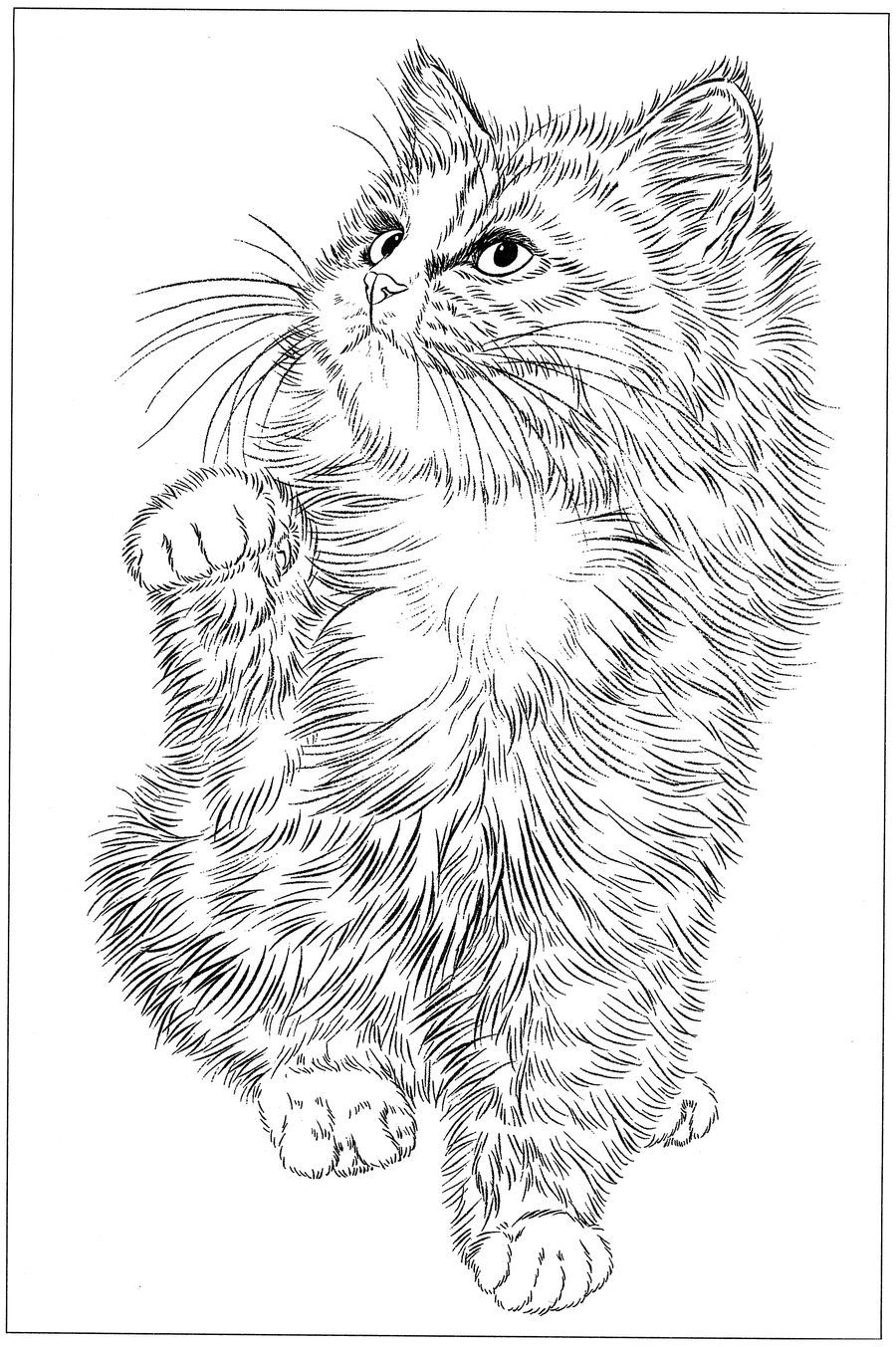 猫高清白描线稿图片下载16幅