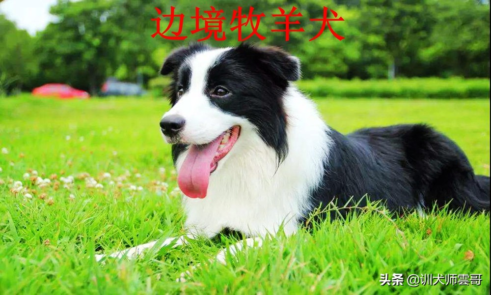 牧羊犬种类  世界十大牧羊犬排名