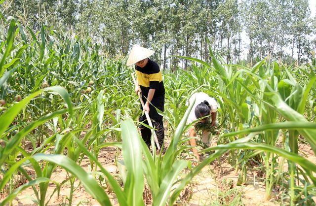 河南农村娃高考裸分700分上清华，父亲奖励一碗10元的牛肉汤庆祝