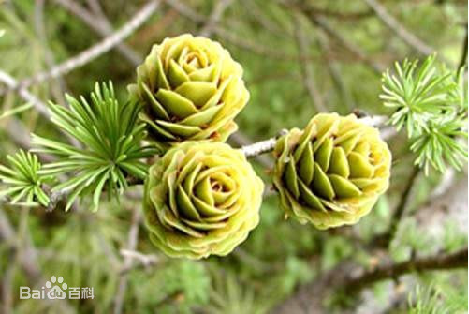 常见的10种裸子植物（生活中的裸子植物大盘点）