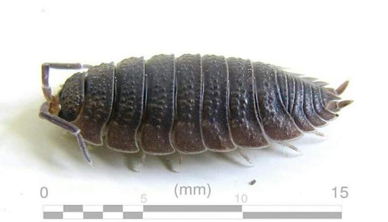 2021年"扎堆",大连海关截获100只活体鼠妇,知道危害多大吗?