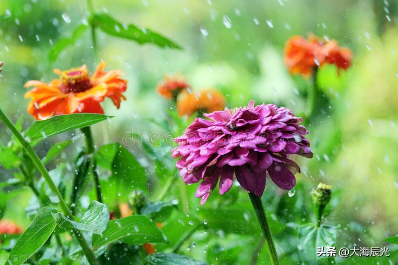 只要雨水別下太多,造成水澇就好.