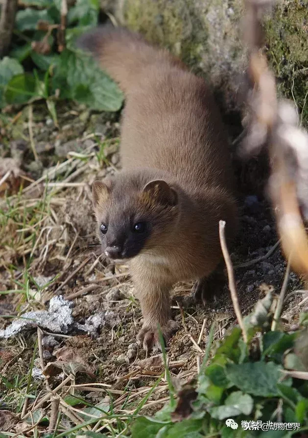 黄鼠狼是什么动物,这个名字是由何而来呢?