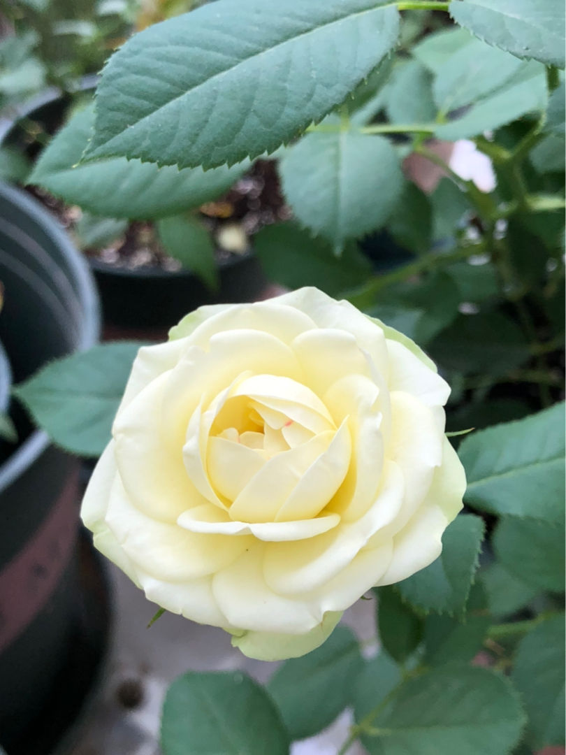 10种常见月季花图鉴，不要再问别人了，自己收藏慢慢看