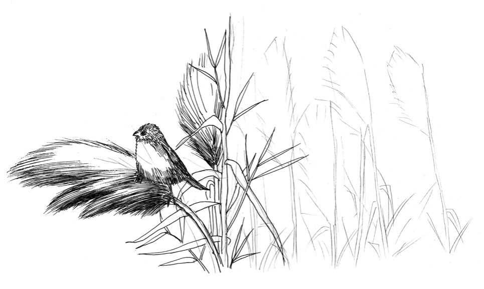 听说你不会画芦苇钢笔画，视界教你画芦苇，简单易学，快来临摹