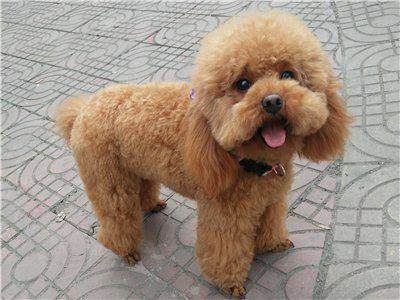 新手不知道泰迪狗怎么养?一篇文章详细介绍给你