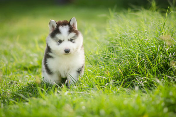 博美柴犬金毛，不同狗狗成长周期差异大，幼犬这样喂就对了
