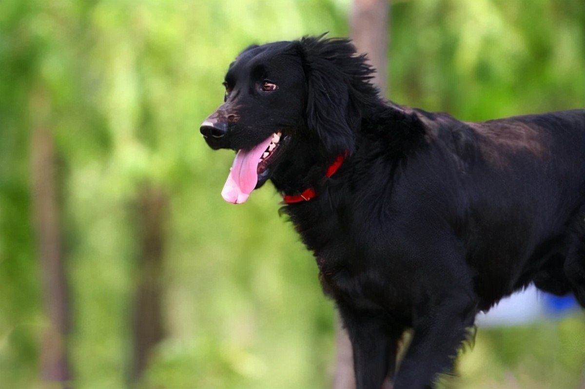 世界犬种智商排名榜前 30 名的聪明狗狗