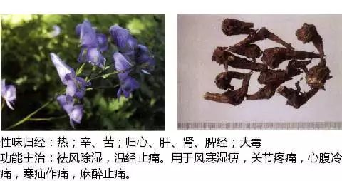 300个中草药图谱（附主治功效），知道一半就太牛了（上）