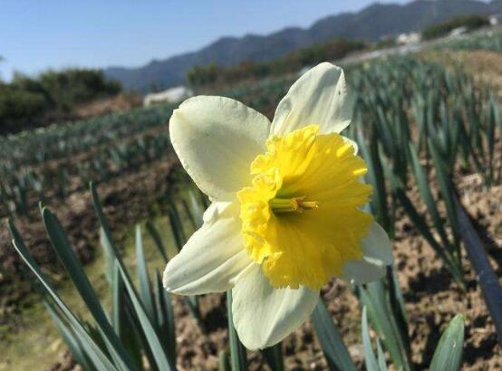 水仙花的花语和象征（一文了解水仙花代表的含义）