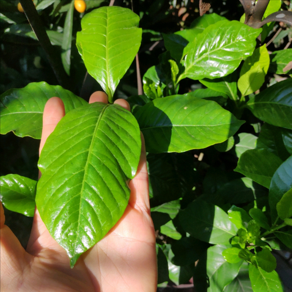 栀子花什么时候开（栀子花就是不开花4个错误看你占几个）