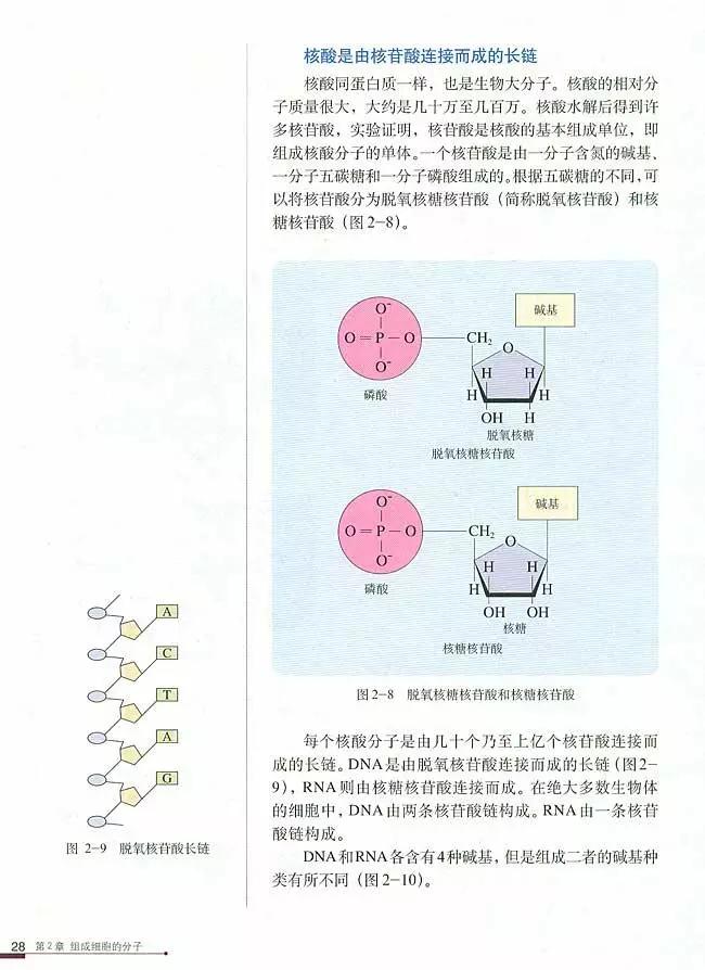 人教版高中生物（必修1）电子课本（高清版）