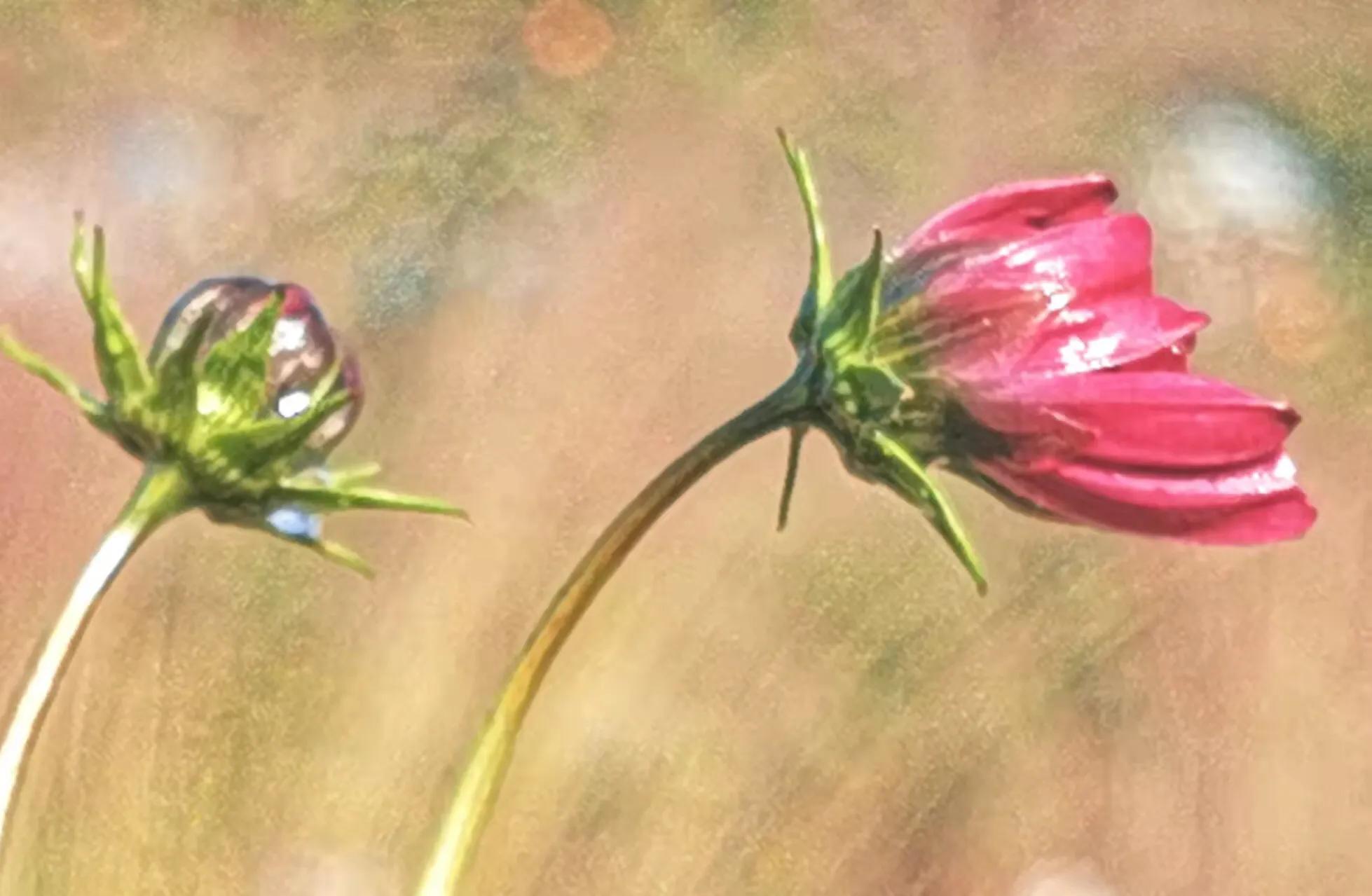 胡立强用华为手机拍摄（红花献给党）