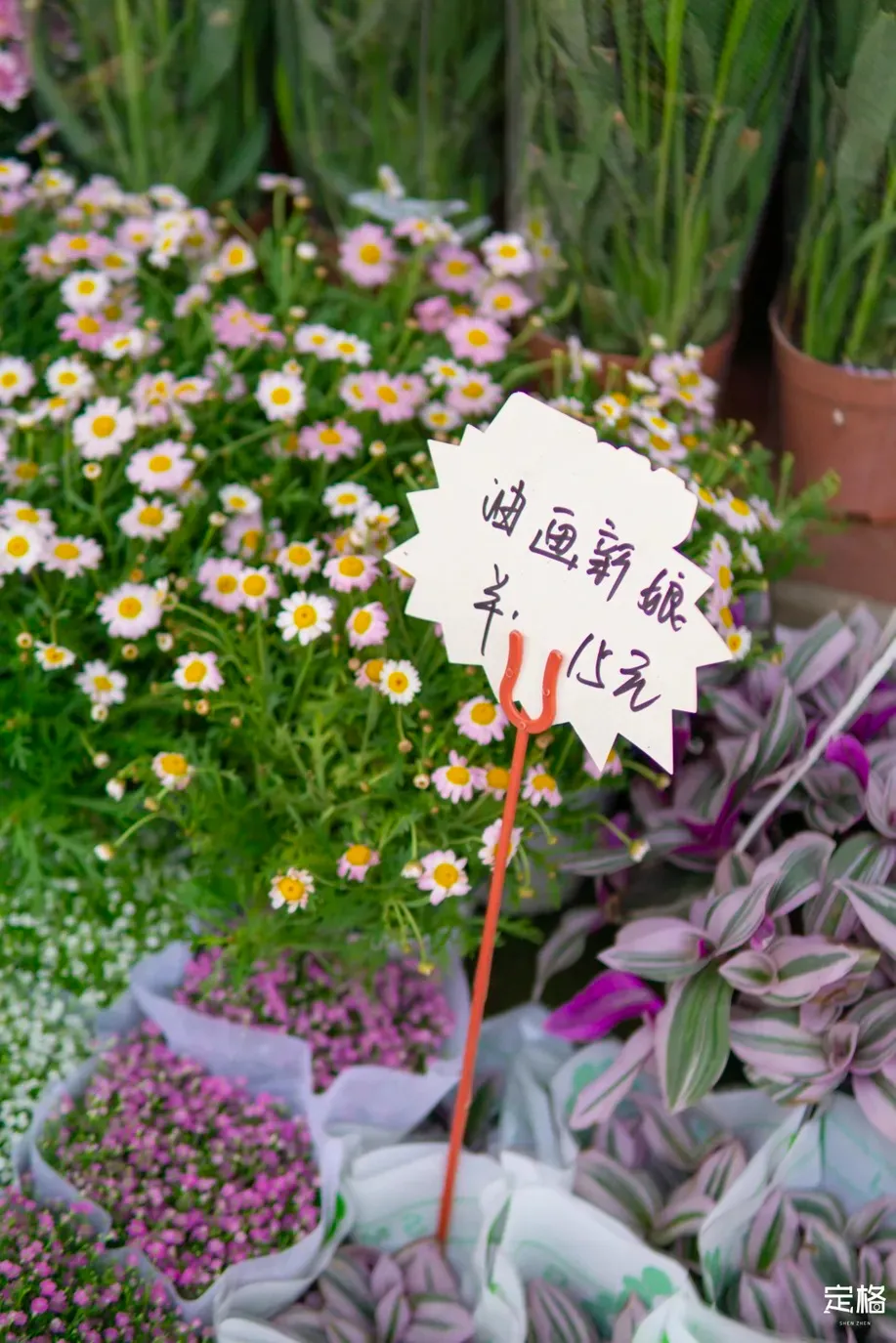 《11月深圳打卡指南》来了