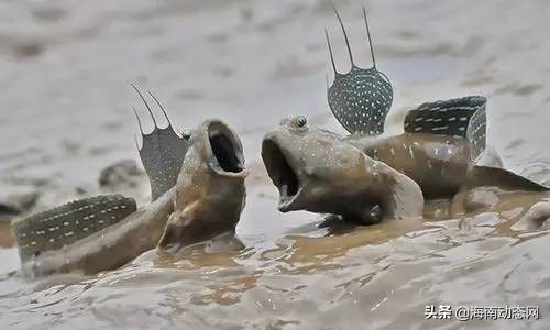 海魚圖片大全,海魚圖片大全及名稱