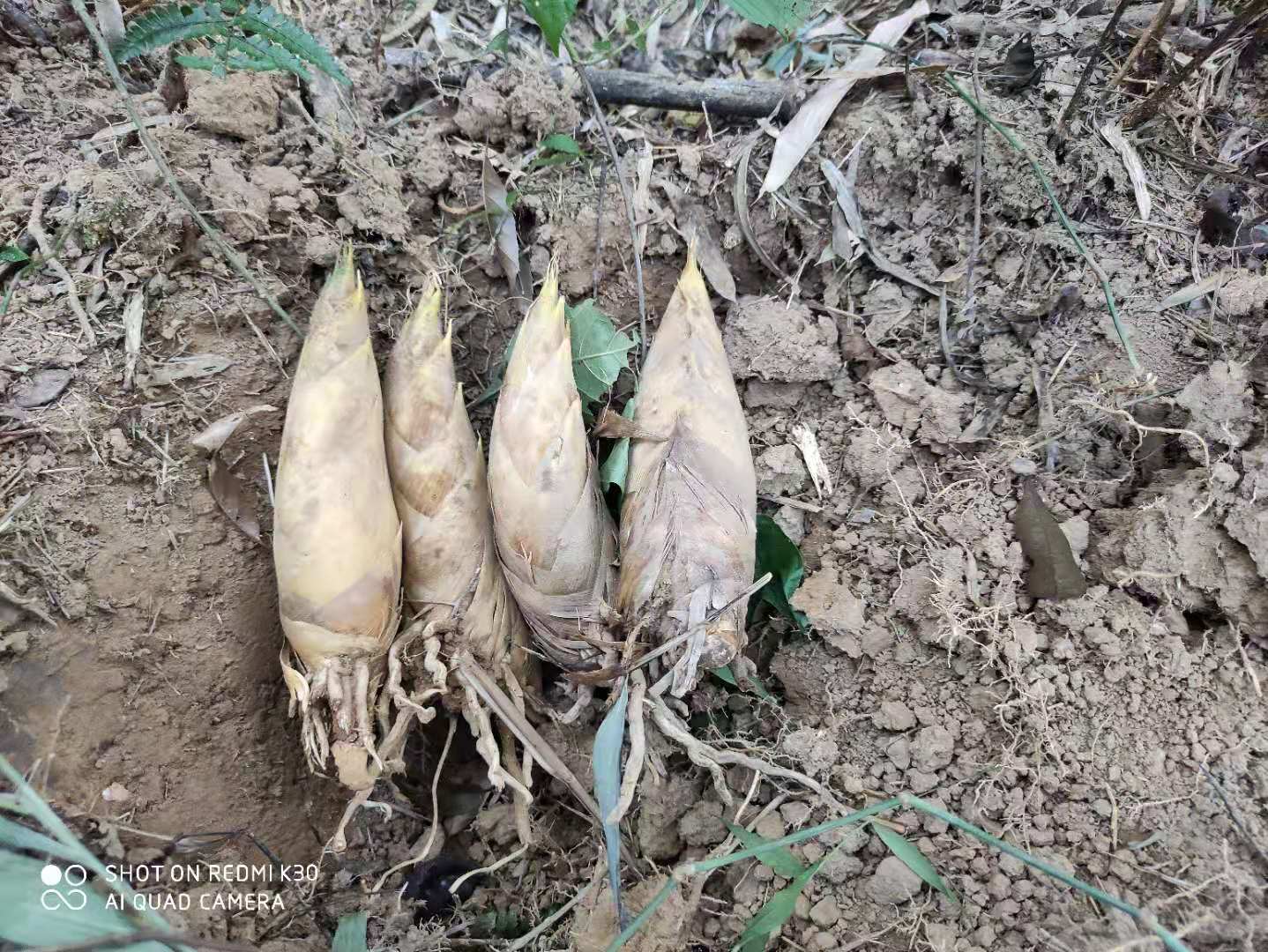 挖冬筍怎麼找竹鞭訣竅 -生活知識庫-動動腦