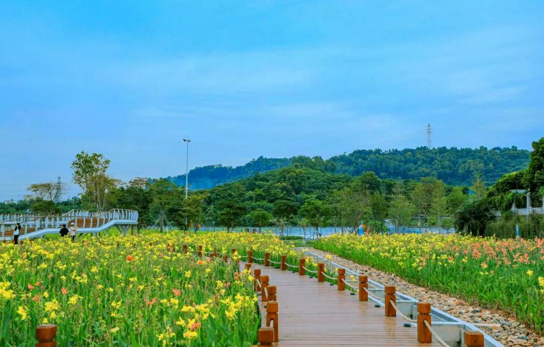 深圳10个免费特色花海公园，人少景美地铁直达，知道的人不多