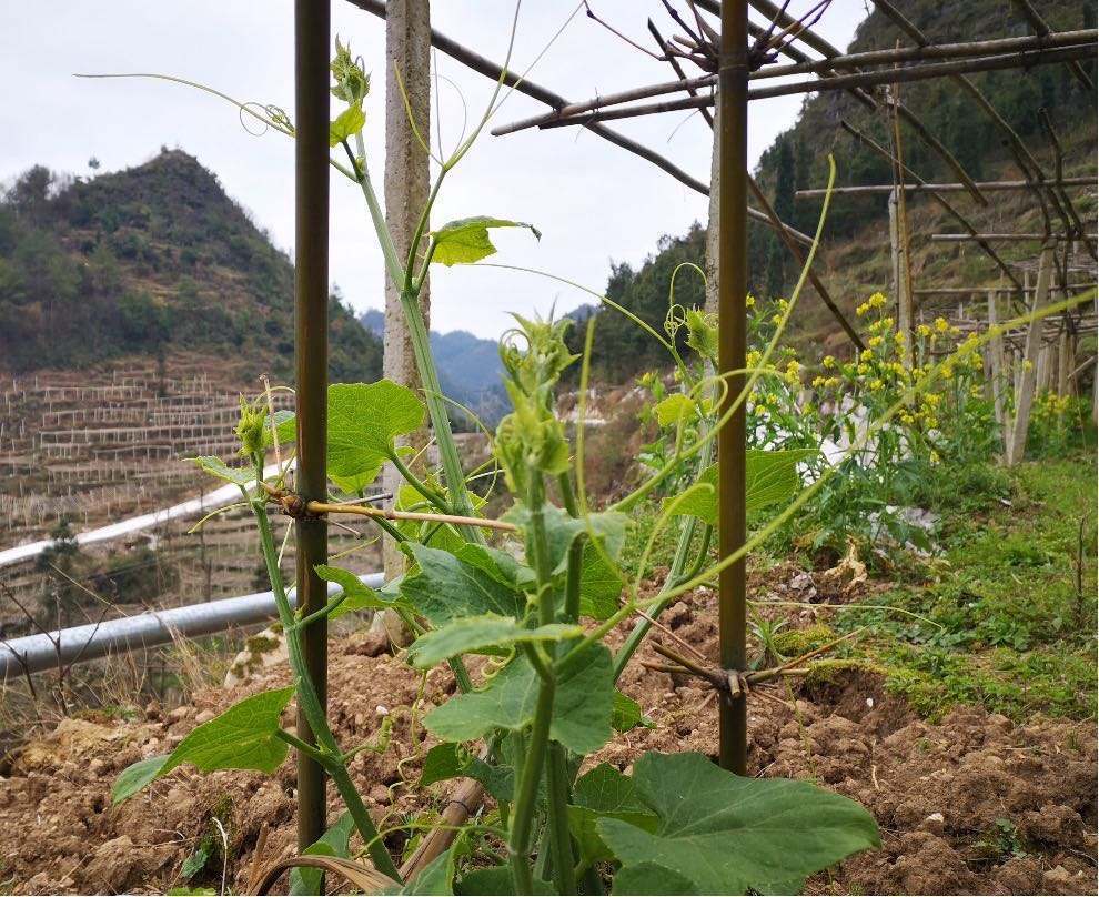 寓意好的佛手瓜,种好了果实一斤重,很多人都爱吃