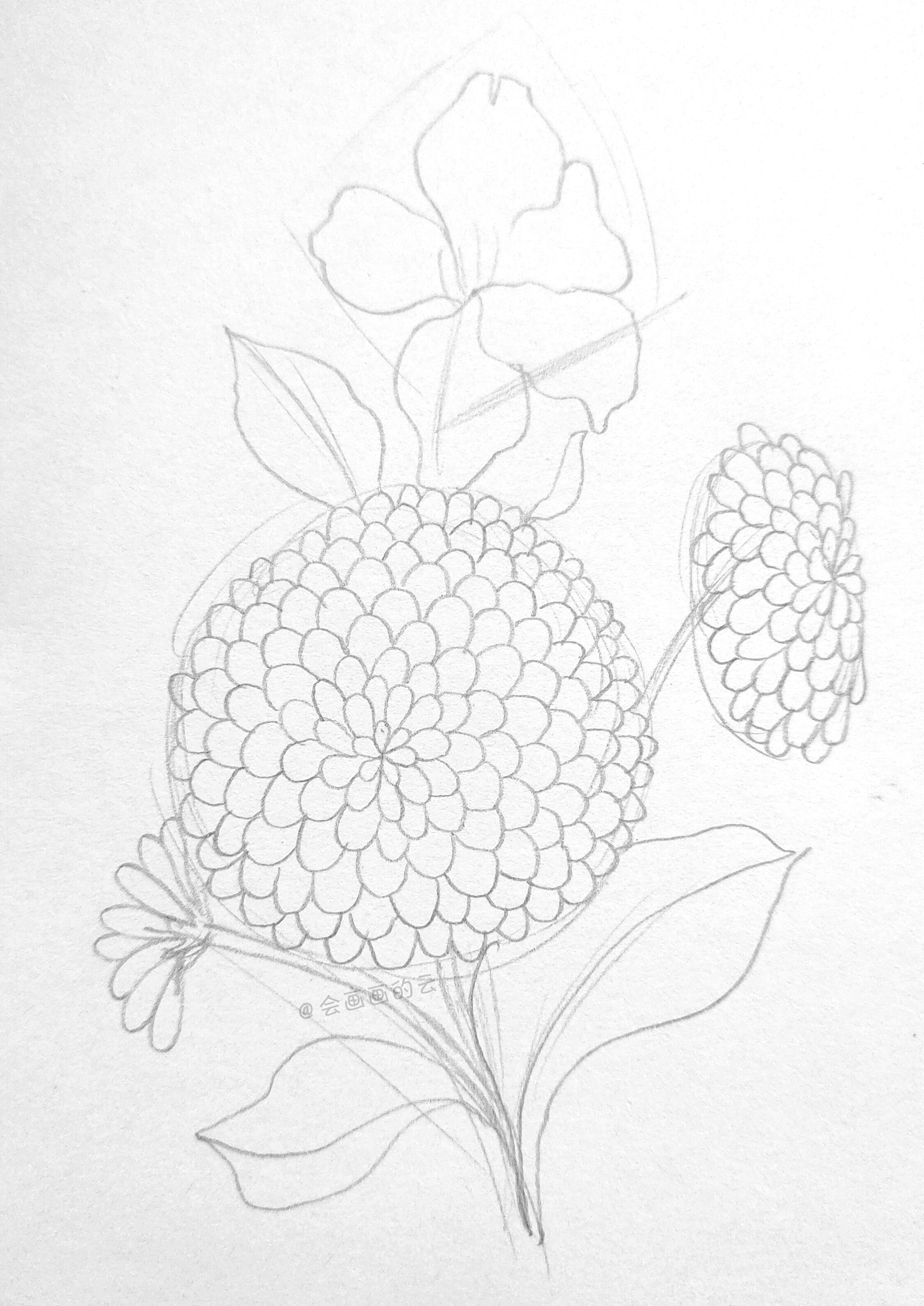8步教你画百日菊，菊花简笔画