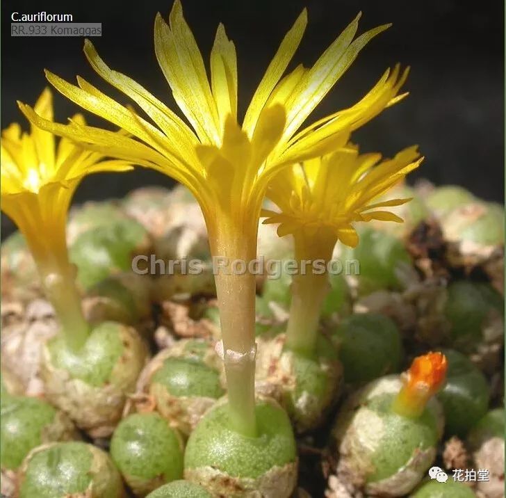 图鉴｜多肉植物番杏科之肉锥花品种图鉴大全（一）