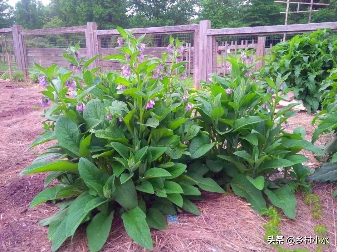 畝產(chǎn)30噸，俄羅斯飼料菜號(hào)稱“飼草之王”，種植一次可以收割10年