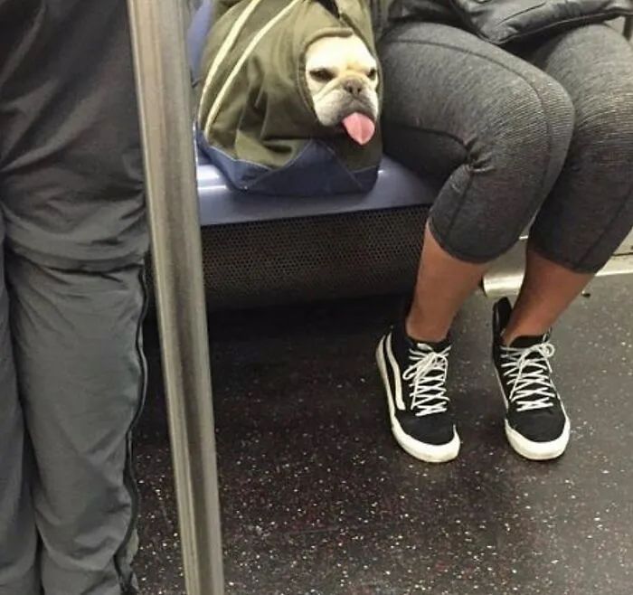 为了能带狗狗上地铁，主人们可算是绞尽脑汁，还使出了浑身的力气