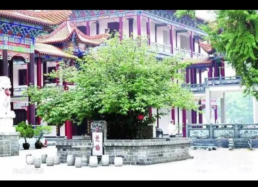 中国十大古树！都是什么树？都在哪里？
