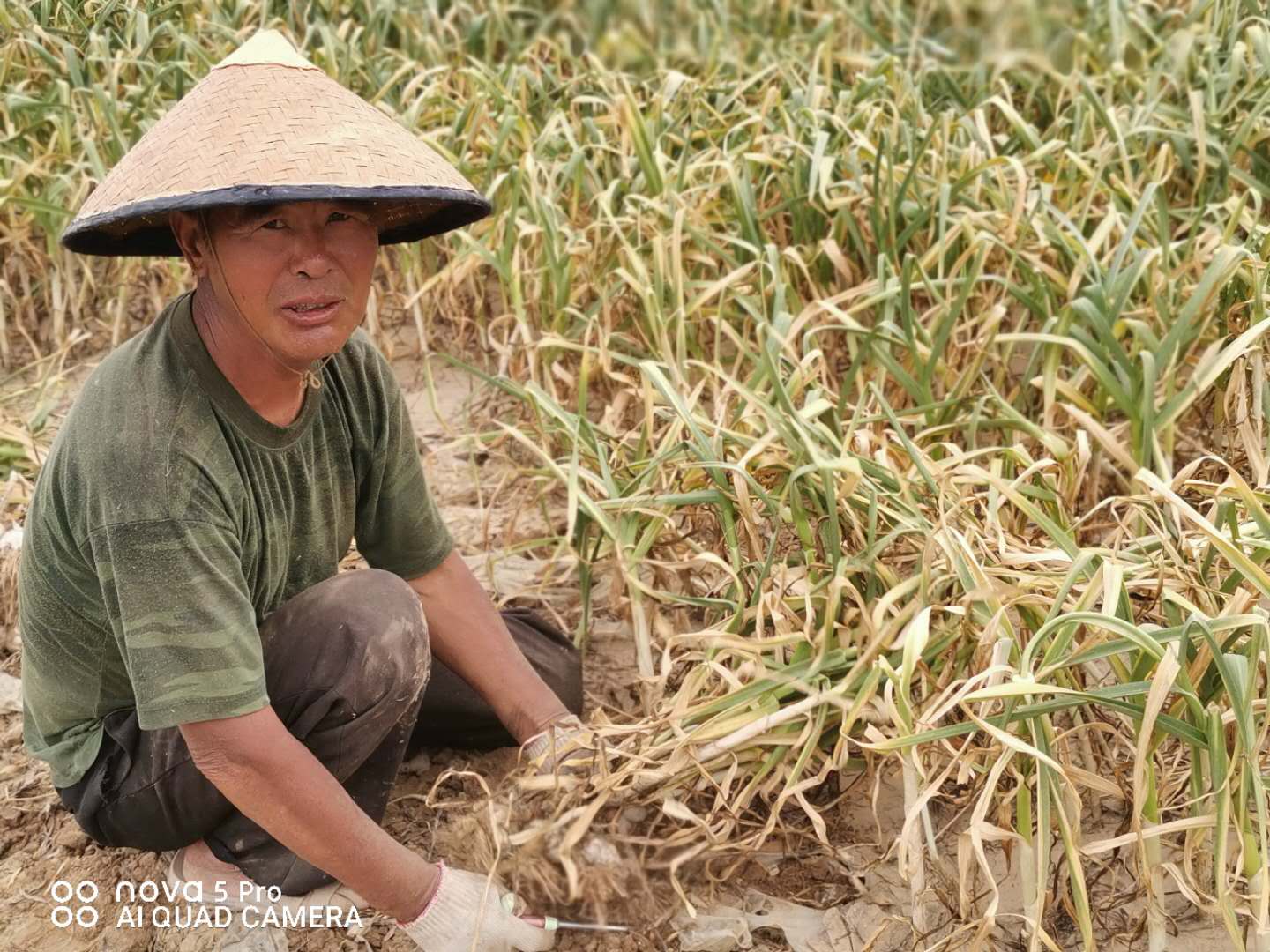 大蒜畝產量,大蒜畝產量一般是多少