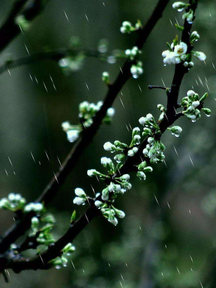 想写出优美的作文，离不开好词好句，30句春雨，句句经典