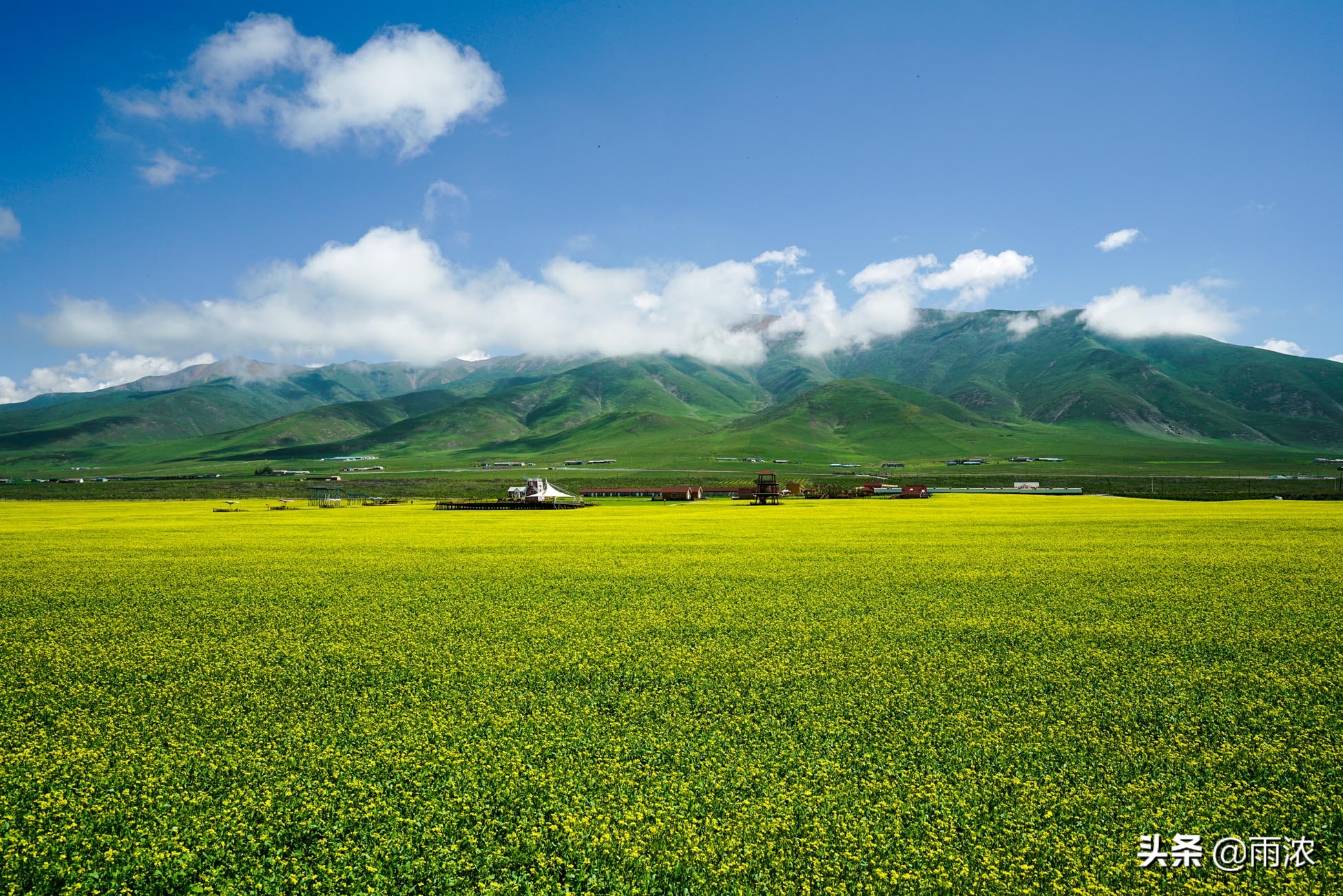 门源油菜花海图片高清图片