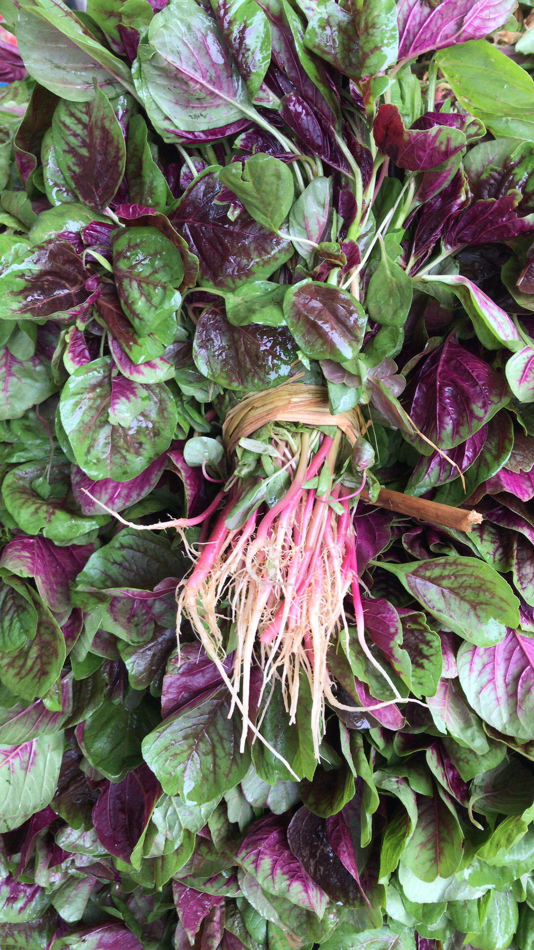 改良红苋菜品种!既耐热又耐寒,耐湿,种植简单易打理