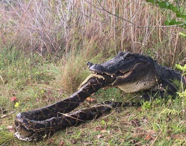 5500万年前,地球发了一次"高烧",孕育了史上最大的蛇