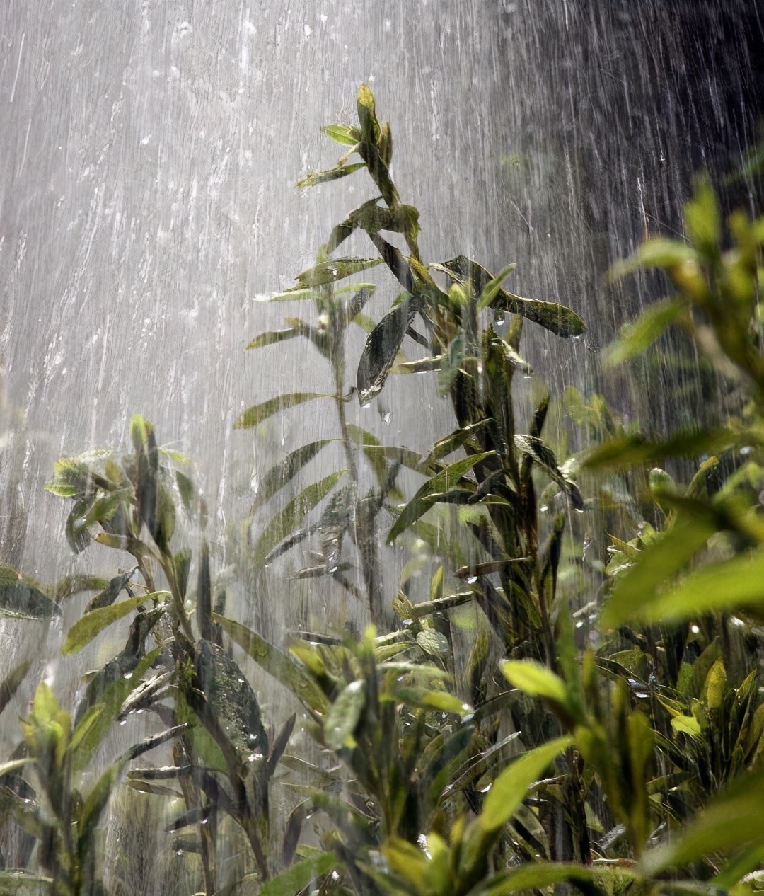 诗歌欣赏、启蒙自助学堂——第2课 白居易笔下的喜雨