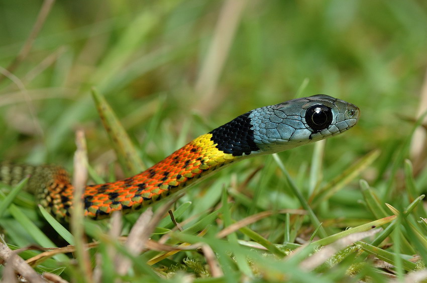 红脖鸟多少钱有毒蛇百科