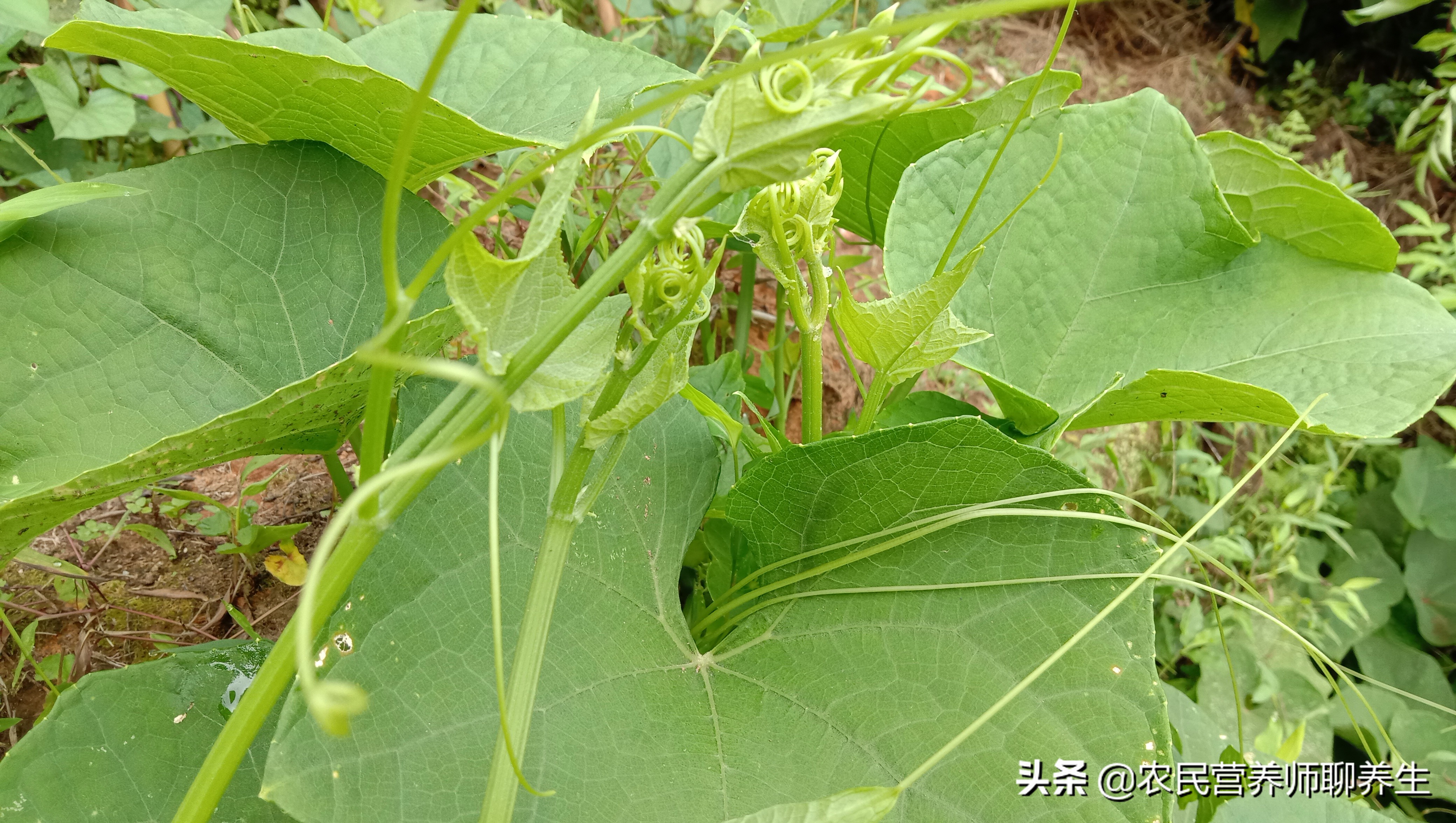 龙须菜的功效与作用这个叫龙须菜到底能不能吃啊