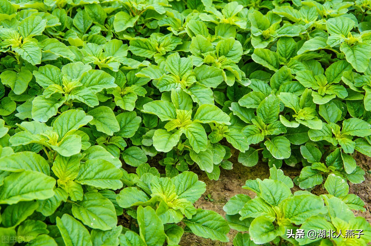 65種野菜圖片大全,教你認識不同的野菜和吃法,你想要的野菜都有