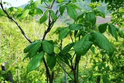 刺五加叶(刺五加,别名刺拐棒,果实球形或卵球形,有5棱,黑色)