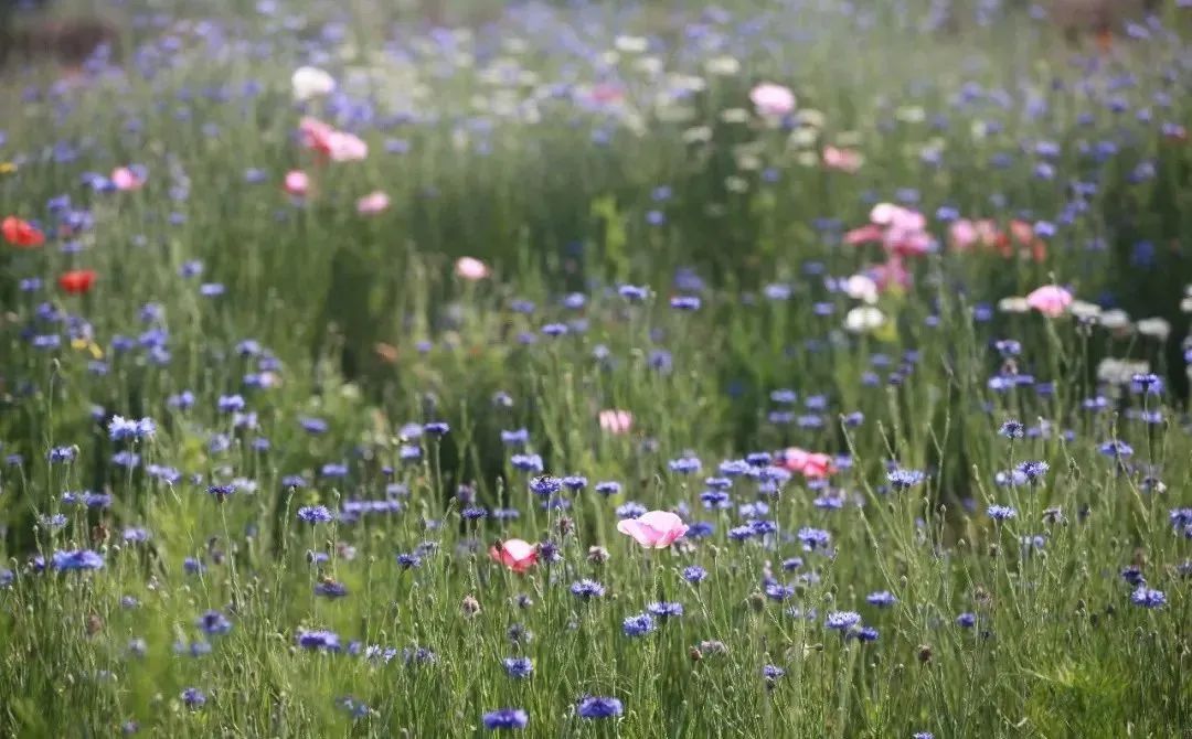 又是全国第一！华中农业大学，全体武汉人的骄傲