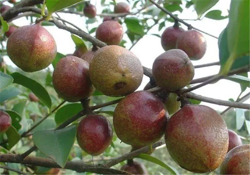 油茶树果实80元一斤利润高，为何农民不敢种植？看完就明白了