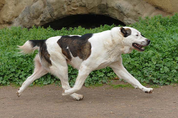 寻根问祖系列：中亚牧羊犬（Central Asian Shepherd Dog）